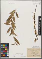 Foto von Salix triandra subsp. triandra L.